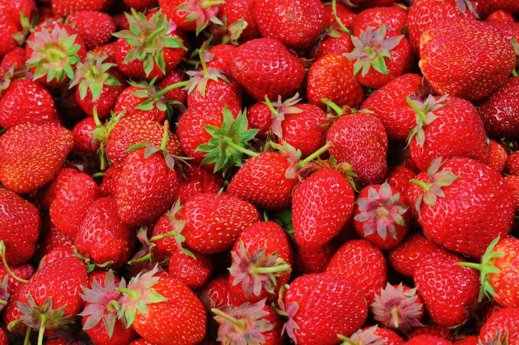 A whole bunch of strawberries for canning strawberry jam.