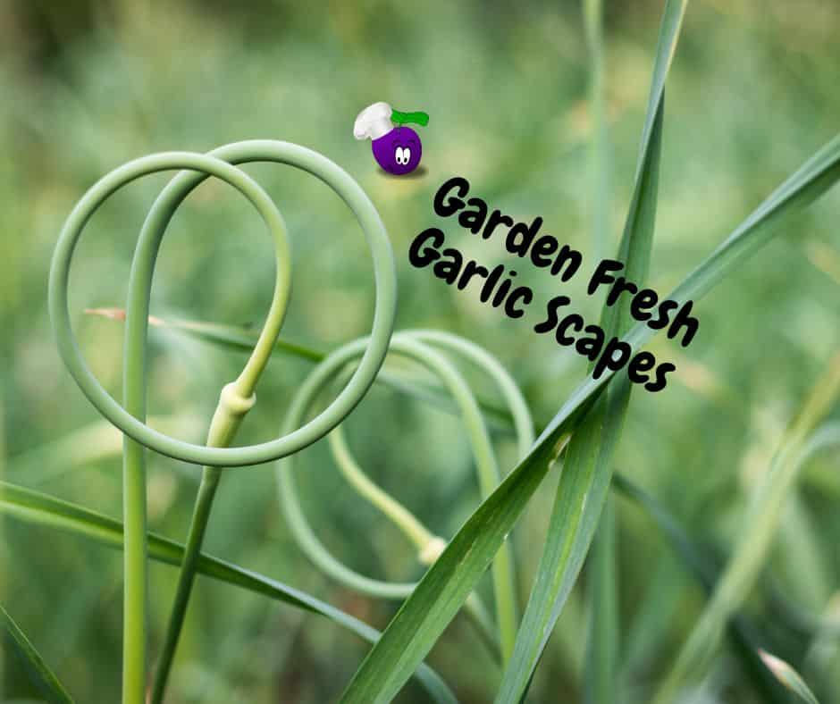 Garlic scapes: preserving by freezing – Gwenfar's Garden and other