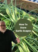 Garden Fresh Garlic Scapes