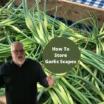 Garden Fresh Garlic Scapes