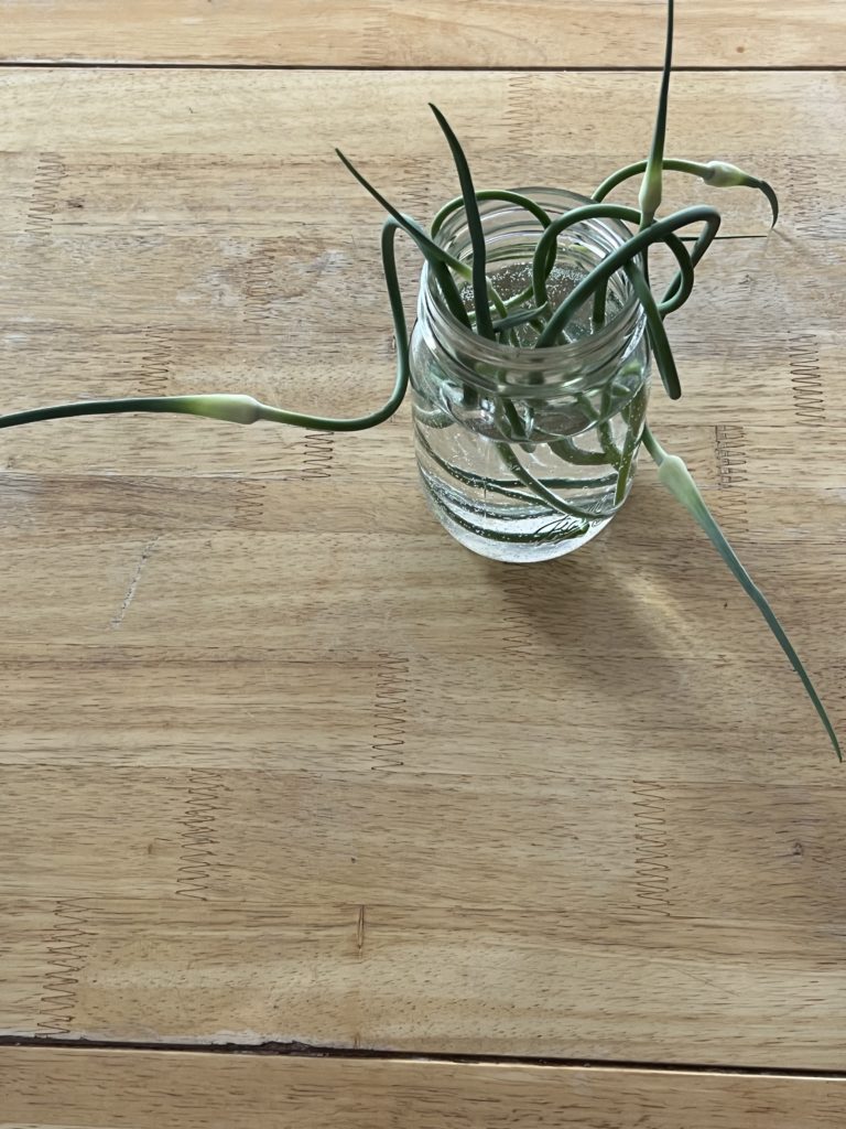 garlic scapes in a jar of water